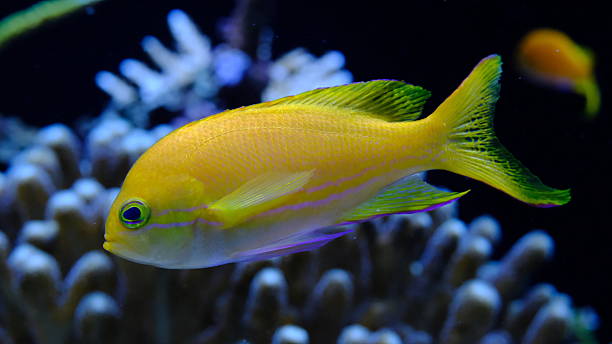 istock Sea goldie or scalefin anthias (Pseudanthias squamipinnis) 2231871743