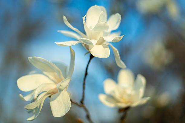 istock Three beautiful white flowers on a blurred background on a bright day 2231871745