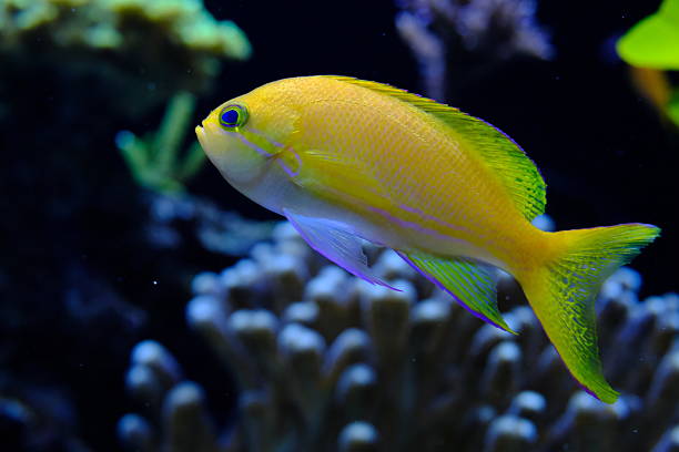 istock Sea goldie or scalefin anthias (Pseudanthias squamipinnis) 2231871787