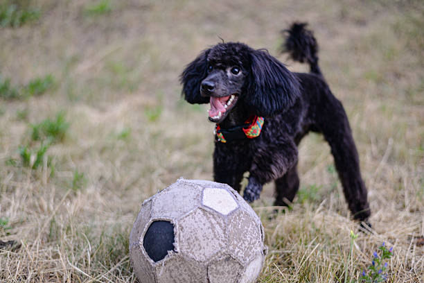 Young handsome black poodle with an old soccer ball