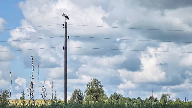 Stork, sitting on an electricity post on dramatic sky background