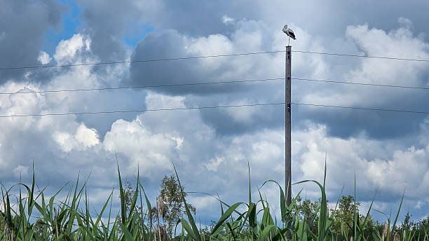 Stork, sitting on an electricity post on dramatic sky background