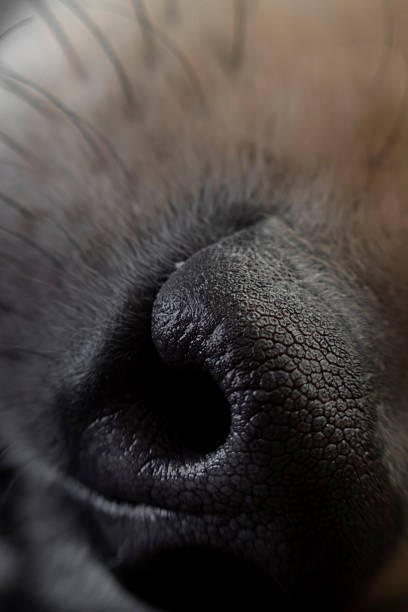 istock Dog Nose Closeup 2231874865