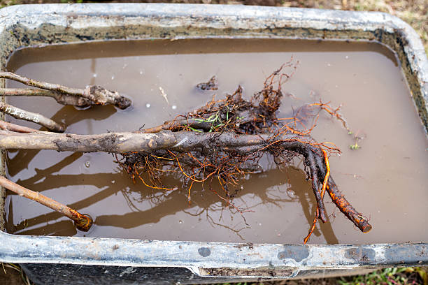 Bare root tree seedlings are soaked in a container of muddy water, moistening them before planting.