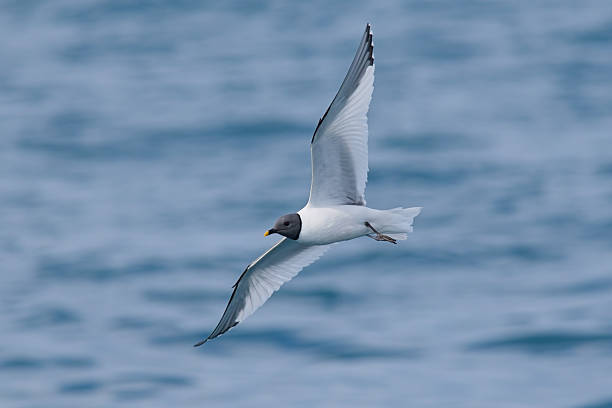 istock Sabine's Gull in flight over sea 2231878812