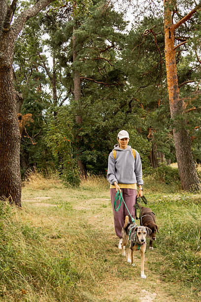 istock person walks two dogs on path in forest or park. Pet training with handler, professional dog walker. 2231878846