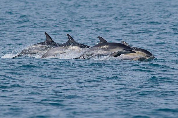 istock Common Dolphin jumping out of sea 2231878879