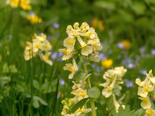 istock Yellow Corydalis bracteata wildflowers 2231879248