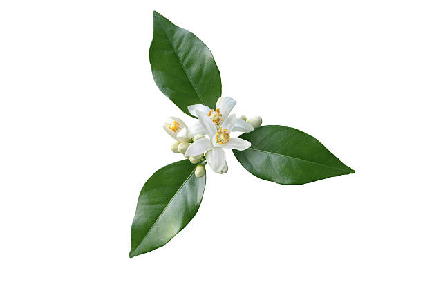 istock Orange tree flowers with buds and leaves isolated on white 2231879275