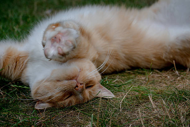 Portrait of a domestic ginger cat on grass lawn
