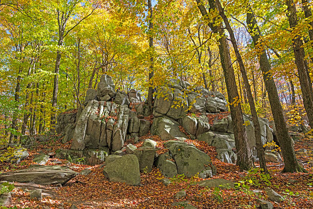 Rocky Outcrop Under a Golden Forest