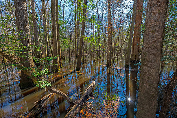 Sun Reflections in a Flooded Bottomland Forest in Congaree National Park in South Carolina