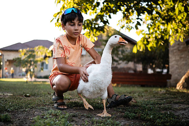 istock Boy crouching and petting a white goose in a garden 2231885146
