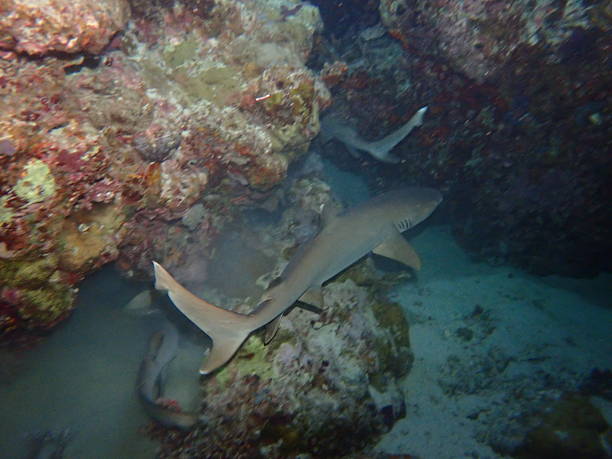 A Whitetip Reef Shark (Triaenodon obesus) glides gracefully along the reef, its distinctive white-tipped dorsal fin easily identifiable. This nocturnal hunter is one of the most common reef sharks across the Indo-Pacific and is often encountered by scuba divers resting in caves during the day or patrolling coral reefs at night. The image highlights the shark’s streamlined body and natural behavior within its tropical reef habitat.