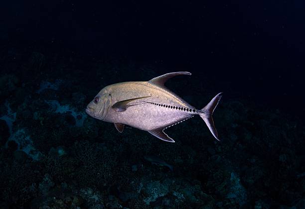 istock Black Jack Fish (Caranx lugubris) Swimming Over Coral Reef 2231888099