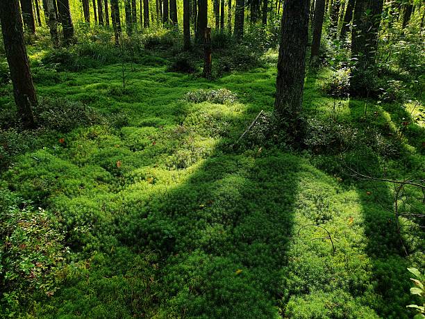 Green moss in the forest