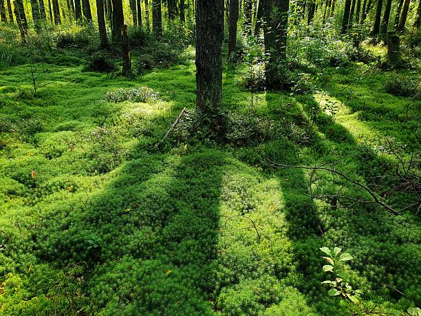 Green moss in the forest