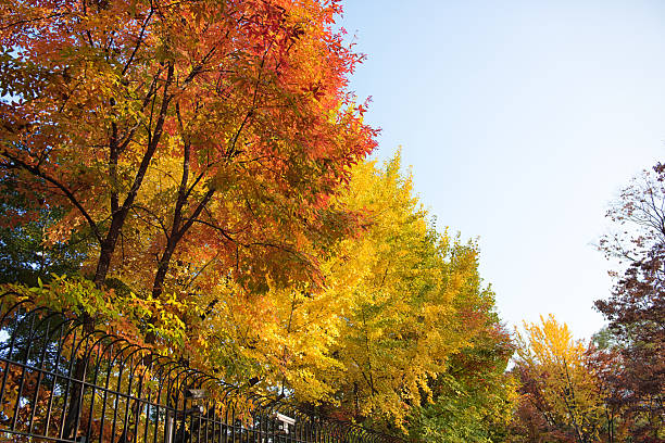 istock Autumn Colors in Seoul 2231891062