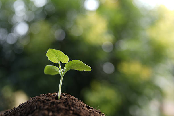 istock Early stage pumpkin plant sprouting 2231891636