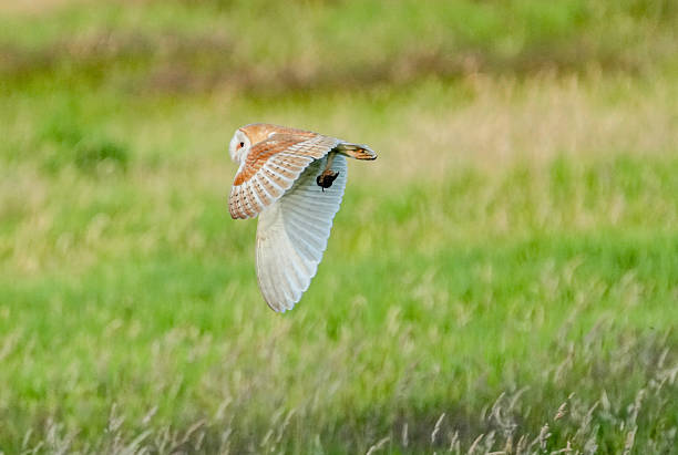 istock Barn owl or Tyto alba in flight low over fields with prey just caught 2231895302