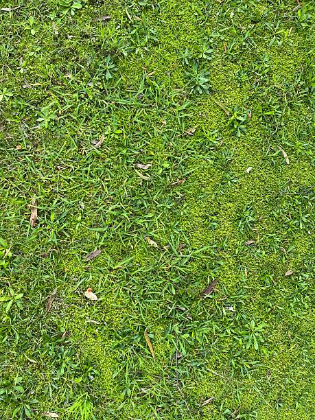 istock A top-down photo captures a dense patchwork of short pasture grass, showcasing a rich variety of green turf species growing together like a natural lawn 2231895962