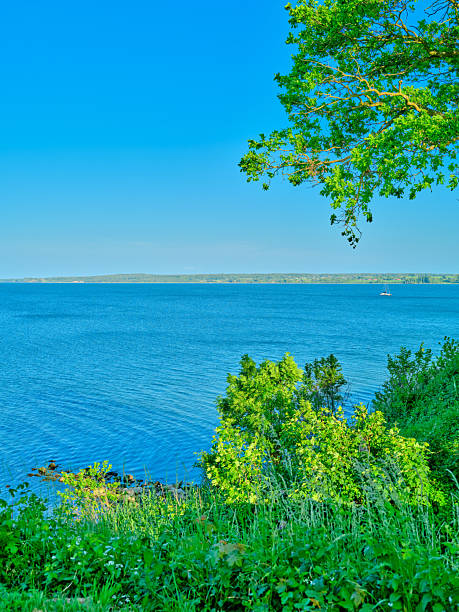 An idyllic coastal view in Denmark showcasing vibrant green foliage overlooking calm, expansive blue waters under a clear sky. The peaceful atmosphere encapsulates natural beauty, serenity, and the essence of Danish landscapes.