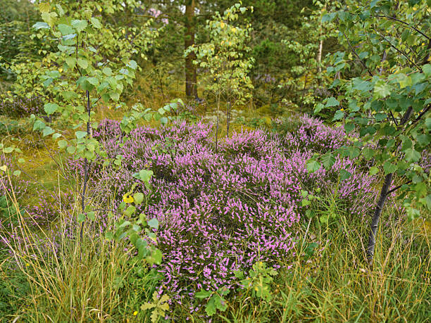 The image showcases a vibrant display of purple heather in a beautiful natural setting in Denmark. Surrounded by green ferns and delicate birch trees, this captures the serene beauty of nature.