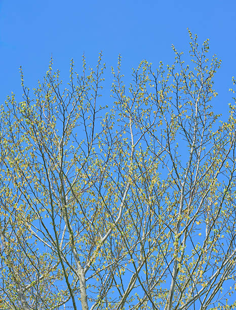 A close-up of a tree's budding branches (Populus species) photographed during springtime in Denmark, with a bright blue sky background. The photo is sharp and detailed, captured with a medium format 100 MP camera using an original MF lens.