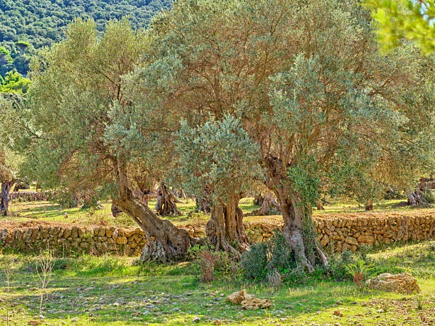A grove of ancient olive trees (Olea europaea) surrounded by lush greenery and traditional stone walls, capturing the timeless beauty of nature as seen in the landscapes of Denmark's countryside.