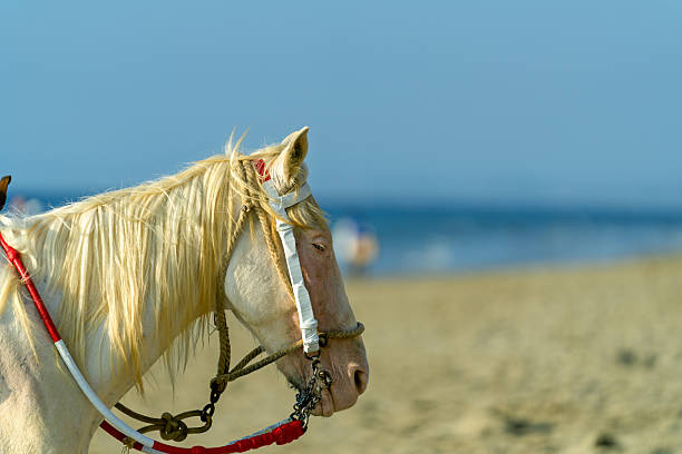 Riding Horses in the Water