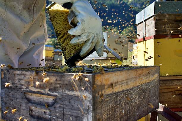 istock Close-Up of Beekeeper Working on an Open Beehive 2231898255
