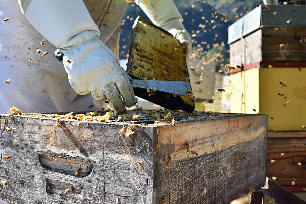 istock Close-Up of Beekeeper Working on an Open Beehive 2231898272
