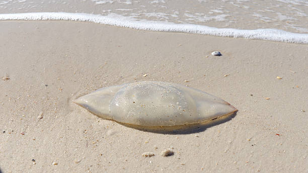 istock Dead jellyfish washed ashore on sandy beach, surrounded by gentle waves and sunlit shoreline, illustrating marine life and environmental impact 2231901267