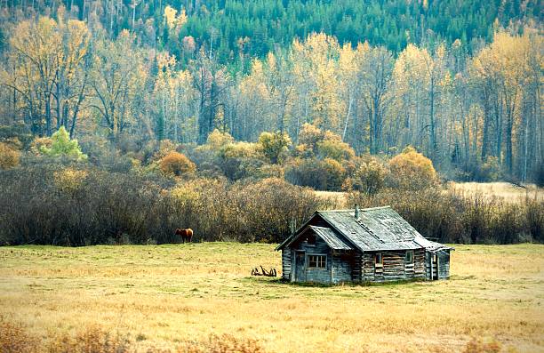 An old hut in the woods with fall colours