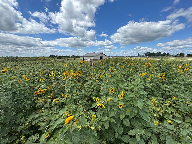 istock Field of sunflowers 2231909947
