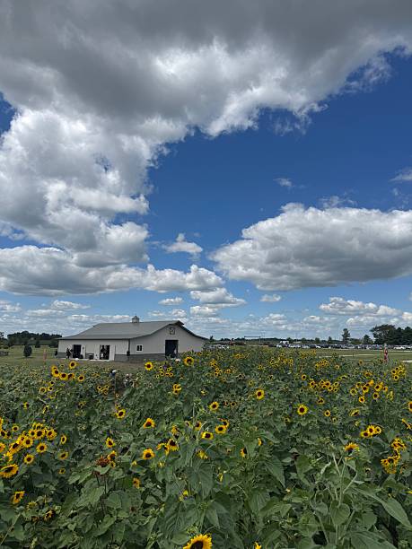 Field of sunflowers