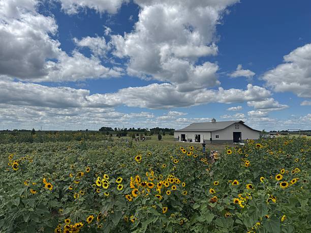 istock Field of sunflowers 2231909965