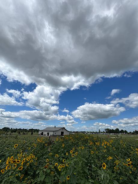 istock Field of sunflowers 2231909966