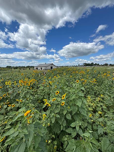 istock Field of sunflowers 2231909980