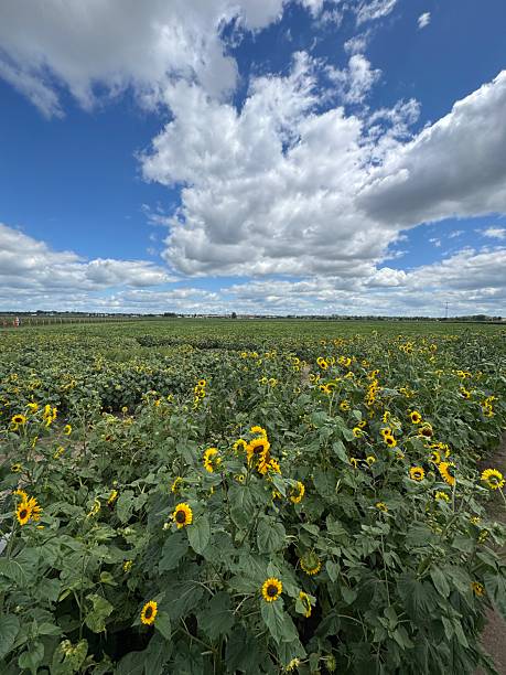 istock Field of sunflowers 2231910005
