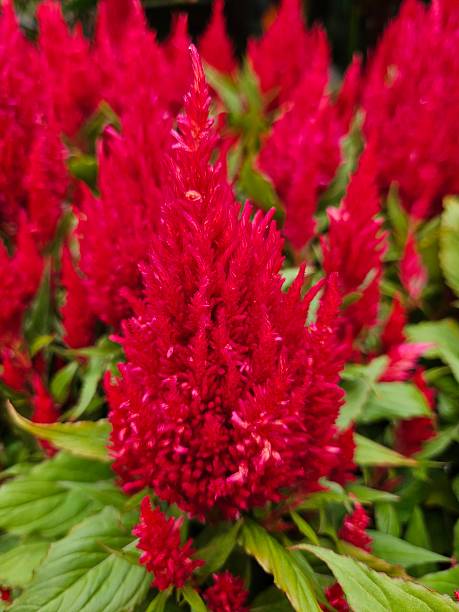 istock Close-up Of Multiple Red Celosia Flowers,  First Flame Red Variety 2231911784
