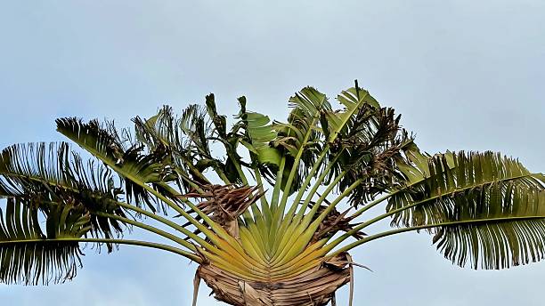 A Majestic Palm Tree Stands Tall Against a Clear Blue Sky, Creating a Peaceful Ambiance