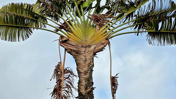 istock A Stunning and Dramatic Palm Tree Top Surrounded by Overgrown Fronds and Textured Bark for Clarity 2231913388