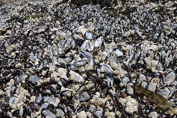Close-up of Barnacles on the beach