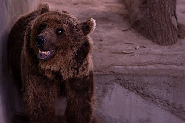 A brown bear, or common bear (Ursus arctos)a close-up portrait, with its mouth open and teeth visible.