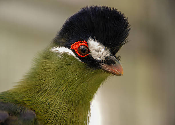 istock A Livingstone's Turaco 2231917257