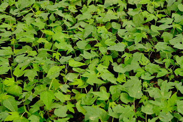 papaya tree seedlings in polybags. agriculture. blurred image.