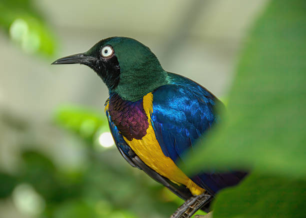 A Golden-breasted Starling perched on a branch at a bird sanctuary in Japan