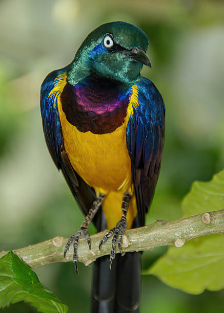 istock Golden-breasted Starling 2231918750