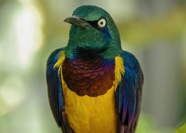 istock Golden-breasted Starling 2231918851